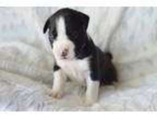 Boxer Puppy for sale in Villa Rica, GA, USA