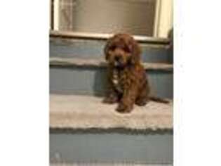 Cavapoo Puppy for sale in Algonquin, IL, USA