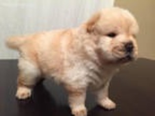 Chow Chow Puppy for sale in Pearland, TX, USA
