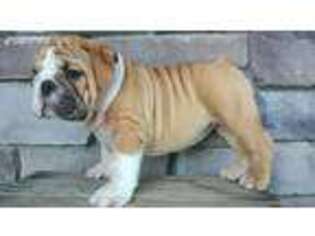 Bulldog Puppy for sale in Mount Eaton, OH, USA