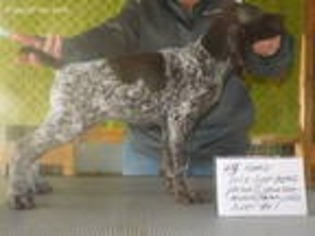 German Shorthaired Pointer Puppy for sale in North Branch, MI, USA
