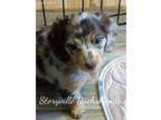 Dachshund Puppy for sale in Johnston City, IL, USA