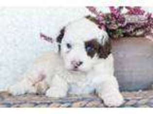Portuguese Water Dog Puppy for sale in Harrisburg, PA, USA