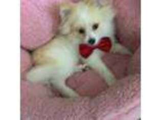 Pomeranian Puppy for sale in Glendale, AZ, USA