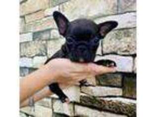 French Bulldog Puppy for sale in Lubbock, TX, USA