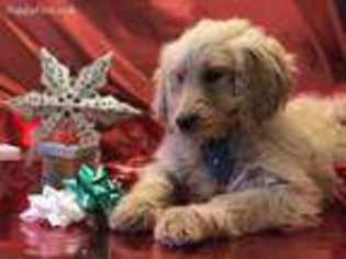 Goldendoodle Puppy for sale in Dexter, MO, USA