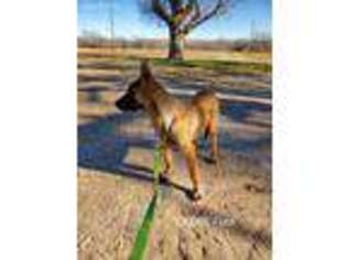 Belgian Malinois Puppy for sale in Miami, TX, USA