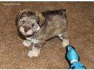 Medium Photo #1 Mutt Puppy For Sale in Beaverton, OR, USA