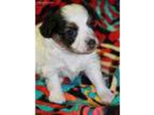 Papillon Puppy for sale in Eureka, KS, USA