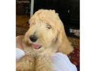 Labradoodle Puppy for sale in Painesville, OH, USA