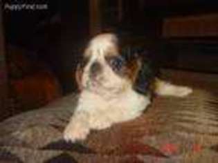 English Toy Spaniel Puppy for sale in Memphis, TN, USA