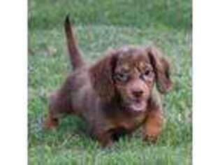 Dachshund Puppy for sale in Mountain Home, AR, USA