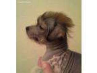 Chinese Crested Puppy for sale in Saint Louis, MO, USA