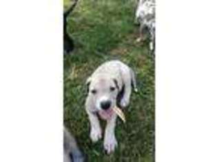 Great Dane Puppy for sale in Fostoria, OH, USA