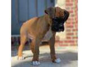Boxer Puppy for sale in Jefferson City, MO, USA