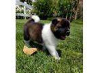 Akita Puppy for sale in Chino Hills, CA, USA
