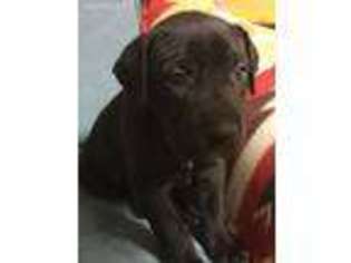 Great Dane Puppy for sale in Battle Creek, MI, USA