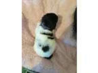 Medium Photo #1 Labradoodle Puppy For Sale in Chula Vista, CA, USA