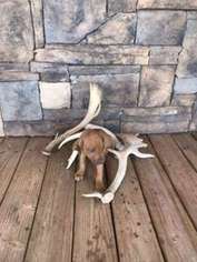 Mutt Puppy for sale in Crowell, TX, USA