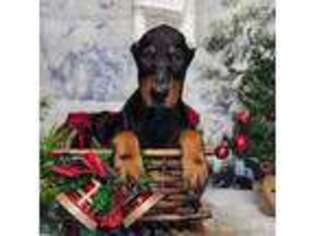 Doberman Pinscher Puppy for sale in Moravia, NY, USA