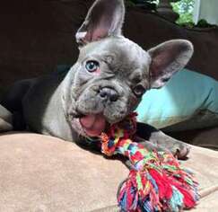 French Bulldog Puppy for sale in Florence, MS, USA