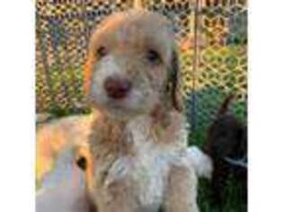 Labradoodle Puppy for sale in Williamsburg, OH, USA