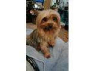 Yorkshire Terrier Puppy for sale in Medford, OR, USA