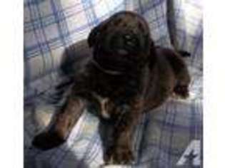 Mastiff Puppy for sale in BYRON CENTER, MI, USA
