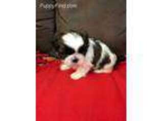 Mutt Puppy for sale in Burr, NE, USA