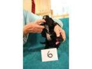 Portuguese Water Dog Puppy for sale in Lake Ann, MI, USA
