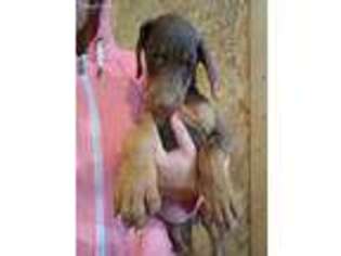 Doberman Pinscher Puppy for sale in West Manchester, OH, USA