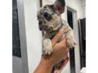 French Bulldog Puppy for sale in Redford, MI, USA