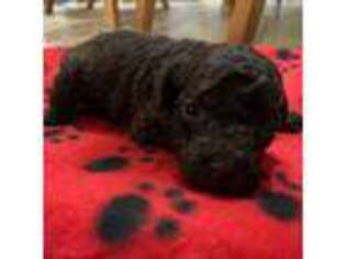 Mutt Puppy for sale in Houma, LA, USA