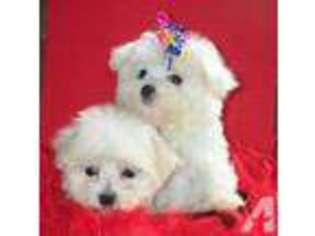 Maltese Puppy for sale in LITTLETON, CO, USA