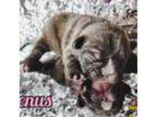 French Bulldog Puppy for sale in Iowa Falls, IA, USA