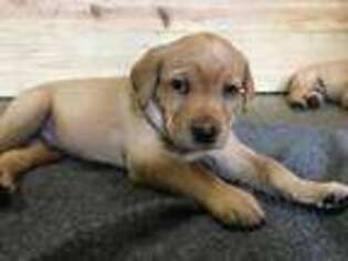 Labrador Retriever Puppy for sale in Greentown, IN, USA