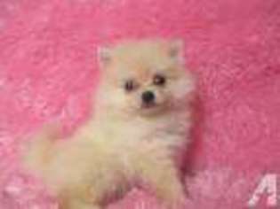 Pomeranian Puppy for sale in HUMBLE, TX, USA