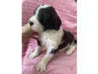 Saint Berdoodle Puppy for sale in Rome, OH, USA