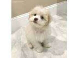 Havanese Puppy for sale in Los Angeles, CA, USA