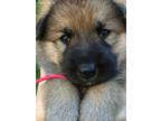 German Shepherd Dog Puppy for sale in Murphy, NC, USA