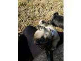 Pug Puppy for sale in Pflugerville, TX, USA