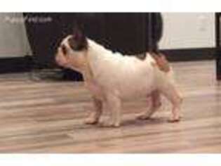 French Bulldog Puppy for sale in Yuma, AZ, USA