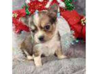 Chihuahua Puppy for sale in Manchester, PA, USA