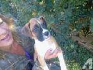 Boxer Puppy for sale in MILTON FREEWATER, OR, USA