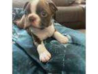 Boston Terrier Puppy for sale in Henderson, NV, USA