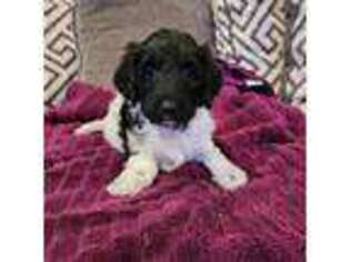 Goldendoodle Puppy for sale in Humble, TX, USA