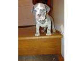 American Bandogge Puppy for sale in Winston Salem, NC, USA