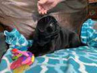 Pug Puppy for sale in Sand Springs, OK, USA