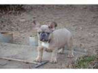 French Bulldog Puppy for sale in St Leonards On Sea, East Sussex (England), United Kingdom
