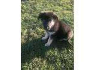 German Shepherd Dog Puppy for sale in Ruffs Dale, PA, USA
